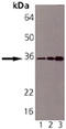 Syntaxin-6 antibody, ADI-VAM-SV025-F, Enzo Life Sciences, Western Blot image 