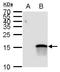 Protein atonal homolog 7 antibody, GTX129391, GeneTex, Western Blot image 