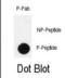 Pancreatic And Duodenal Homeobox 1 antibody, abx032053, Abbexa, Dot Blot image 