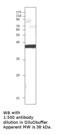 Secreted frizzled-related protein 5 antibody, MBS540169, MyBioSource, Western Blot image 