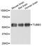 Tubulin Beta 3 Class III antibody, abx127119, Abbexa, Western Blot image 