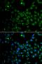 Trace Amine Associated Receptor 6 antibody, orb326537, Biorbyt, Immunofluorescence image 