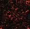 Nanos C2HC-Type Zinc Finger 2 antibody, NBP1-76917, Novus Biologicals, Immunofluorescence image 