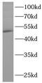 TAR DNA Binding Protein antibody, FNab10050, FineTest, Western Blot image 