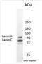 Lamin A/C antibody, NBP1-97687, Novus Biologicals, Western Blot image 