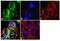 Apolipoprotein B antibody, MA5-14740, Invitrogen Antibodies, Immunofluorescence image 