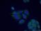 Protein Arginine Methyltransferase 3 antibody, 17628-1-AP, Proteintech Group, Immunofluorescence image 
