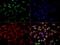MRG-1 antibody, GTX30290, GeneTex, Immunofluorescence image 