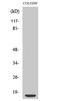 Ribosomal Protein S12 antibody, A01040S12, Boster Biological Technology, Western Blot image 