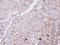 Glucagon receptor antibody, NBP1-30971, Novus Biologicals, Immunohistochemistry frozen image 
