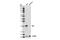 BAX antibody, 14796S, Cell Signaling Technology, Western Blot image 
