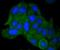 AKAP14 antibody, A15886-1, Boster Biological Technology, Immunocytochemistry image 