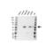 Cytochrome P450 Family 26 Subfamily B Member 1 antibody, VPA00769, Bio-Rad (formerly AbD Serotec) , Western Blot image 