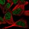 Required For Meiotic Nuclear Division 5 Homolog A antibody, HPA060843, Atlas Antibodies, Immunofluorescence image 