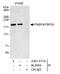 Formin Binding Protein 4 antibody, A301-517A, Bethyl Labs, Immunoprecipitation image 