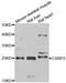Muscle LIM protein antibody, orb247500, Biorbyt, Western Blot image 