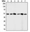 FAS antibody, orb213574, Biorbyt, Western Blot image 
