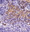 BCL2 Interacting Protein 3 antibody, TA336842, Origene, Immunohistochemistry frozen image 
