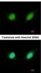 GA Binding Protein Transcription Factor Subunit Beta 1 antibody, NBP2-16572, Novus Biologicals, Immunofluorescence image 