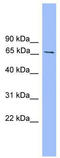 Dpc4 antibody, TA331109, Origene, Western Blot image 
