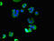 20 kDa myosin light chain antibody, orb47471, Biorbyt, Immunofluorescence image 
