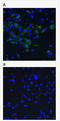 Artemin antibody, AM33450PU-N, Origene, Immunofluorescence image 
