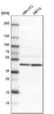 ERLIN2 antibody, HPA002025, Atlas Antibodies, Western Blot image 