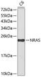 Ras antibody, 13-059, ProSci, Western Blot image 