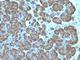 Mitochondria antibody, NBP2-45204, Novus Biologicals, Immunohistochemistry frozen image 