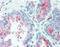 Tetraspanin 13 antibody, TA317469, Origene, Immunohistochemistry paraffin image 
