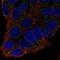 PTA antibody, NBP2-58427, Novus Biologicals, Immunofluorescence image 