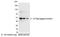 S-tag epitope tag antibody, NB600-510, Novus Biologicals, Western Blot image 
