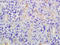 Ammonium transporter Rh type C antibody, GTX60193, GeneTex, Immunohistochemistry paraffin image 