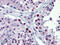 Nuclear Transcription Factor, X-Box Binding 1 antibody, 27-238, ProSci, Immunohistochemistry paraffin image 