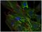 AHNAK Nucleoprotein antibody, GTX80164, GeneTex, Immunocytochemistry image 