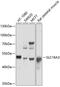 Monocarboxylate transporter 4 antibody, 13-713, ProSci, Western Blot image 