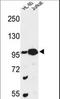 Centrosome and spindle pole-associated protein 1 antibody, LS-C167094, Lifespan Biosciences, Western Blot image 