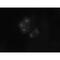 BUB1 Mitotic Checkpoint Serine/Threonine Kinase antibody, MBS375059, MyBioSource, Immunocytochemistry image 