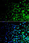 Ubiquitin Like Modifier Activating Enzyme 6 antibody, 22-995, ProSci, Immunofluorescence image 