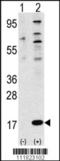 Ubiquitin-like protein FUBI antibody, TA302242, Origene, Western Blot image 
