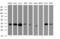 Decapping Enzyme, Scavenger antibody, MA5-26131, Invitrogen Antibodies, Western Blot image 
