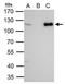 Chromodomain Helicase DNA Binding Protein 1 Like antibody, GTX119360, GeneTex, Immunoprecipitation image 