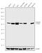 Optineurin antibody, 711879, Invitrogen Antibodies, Western Blot image 