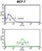 Anterior Gradient 3, Protein Disulphide Isomerase Family Member antibody, abx034369, Abbexa, Western Blot image 