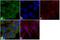 His tag antibody, R940-25, Invitrogen Antibodies, Immunofluorescence image 