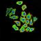 VIP peptides antibody, orb11560, Biorbyt, Immunofluorescence image 