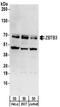 Zinc Finger And BTB Domain Containing 3 antibody, NBP2-32140, Novus Biologicals, Western Blot image 