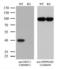 DNA excision repair protein ERCC-1 antibody, LS-C796672, Lifespan Biosciences, Western Blot image 