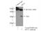 Hairy/enhancer-of-split related with YRPW motif protein 1 antibody, 19929-1-AP, Proteintech Group, Immunoprecipitation image 