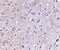 Protein NipSnap homolog 1 antibody, PA5-20500, Invitrogen Antibodies, Immunohistochemistry frozen image 
